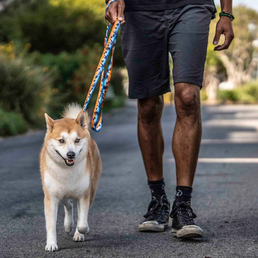 Sunset Palms Leash