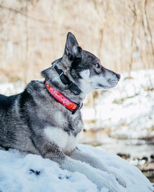 Adventure On Collar