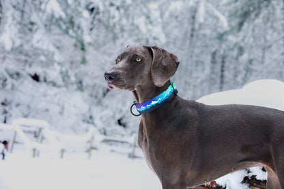 Aurora Teal Collar