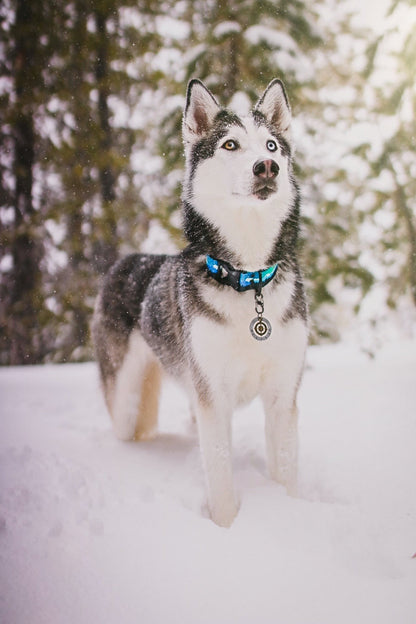 Aurora Teal Collar