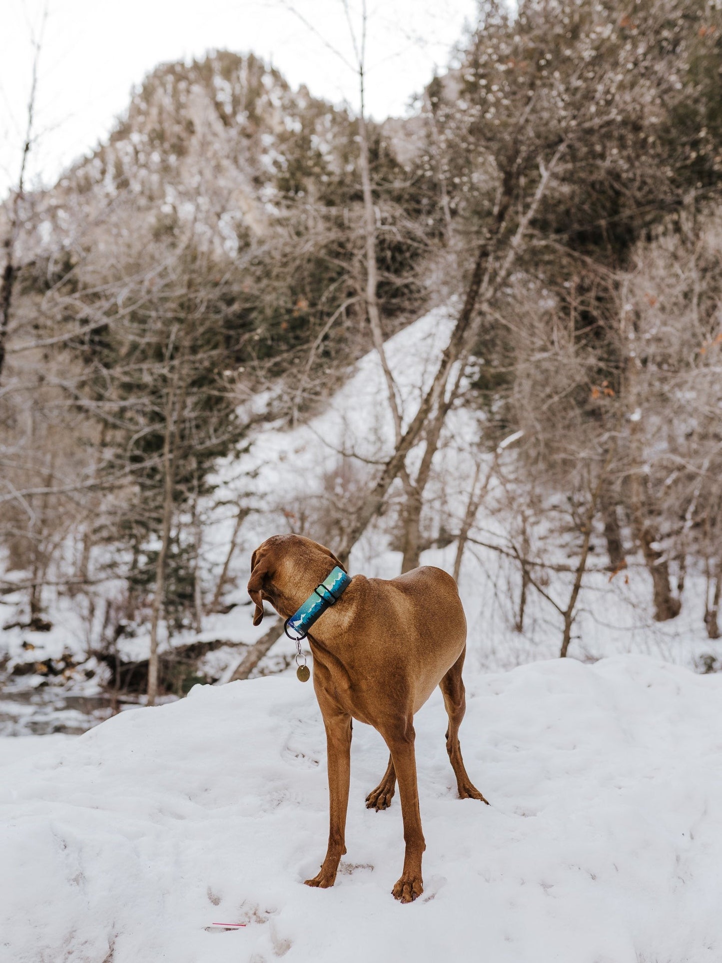 Aurora Teal Collar