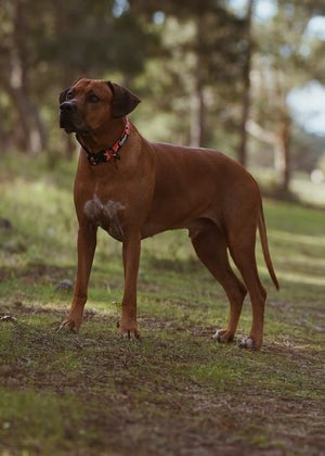 Aztec Trail Hound Collar