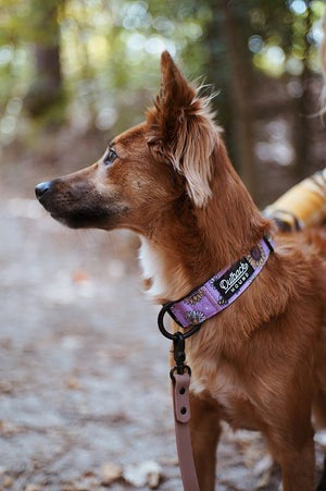 Bee's Knees Lilac Collar