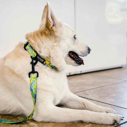 Modern Canvas Collar