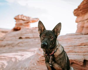 Mountain Sunrise Collar