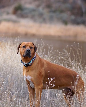 Mountain Sunset Collar