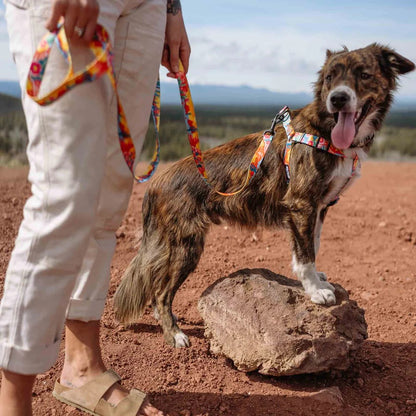 Pack Leader Dual Handle React Leash