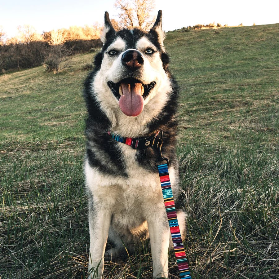 Quetzal Dual Handle React Leash