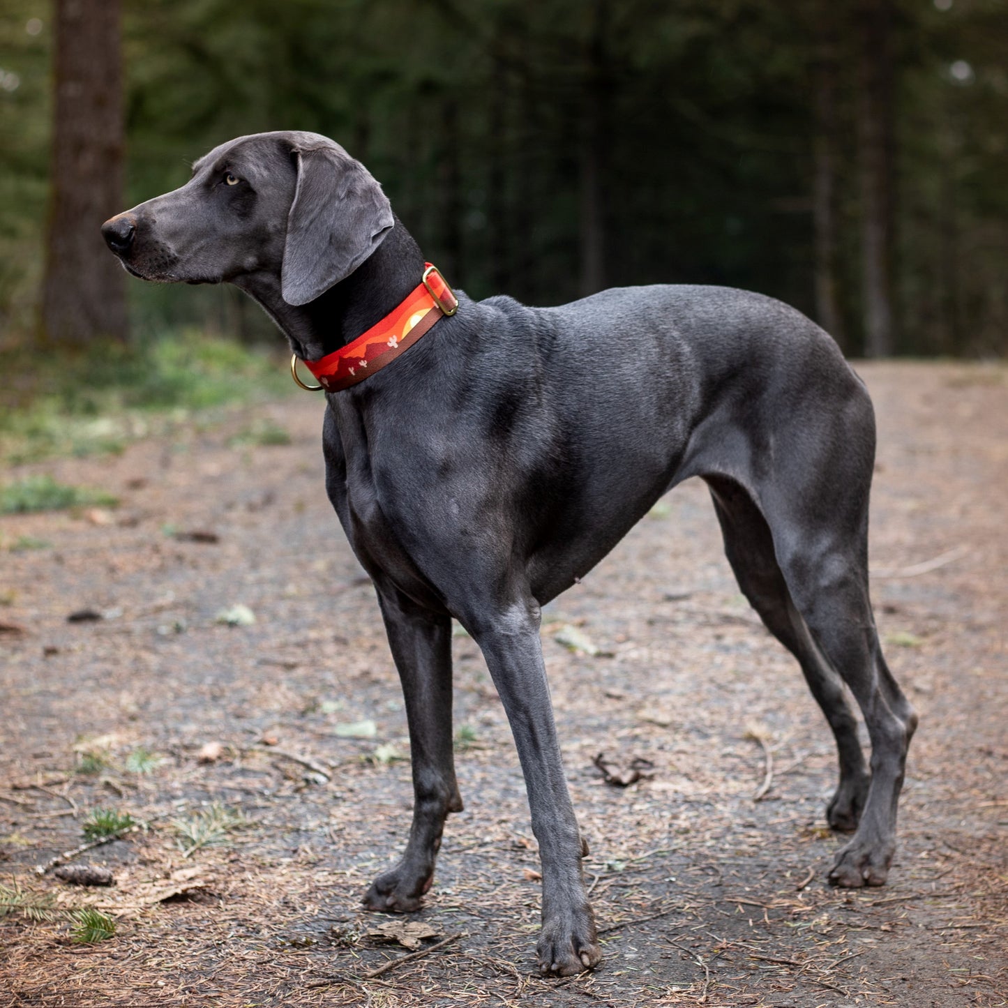 Sedona Collar