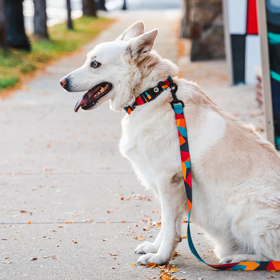 Shatter Shapes Dual Handle React Leash