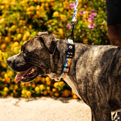 Sunset Palms Collar