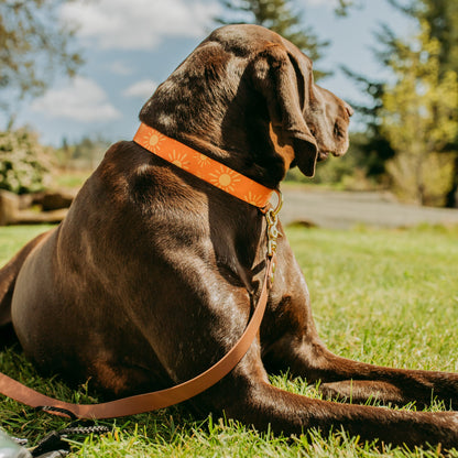 Tangerine Suns Collar