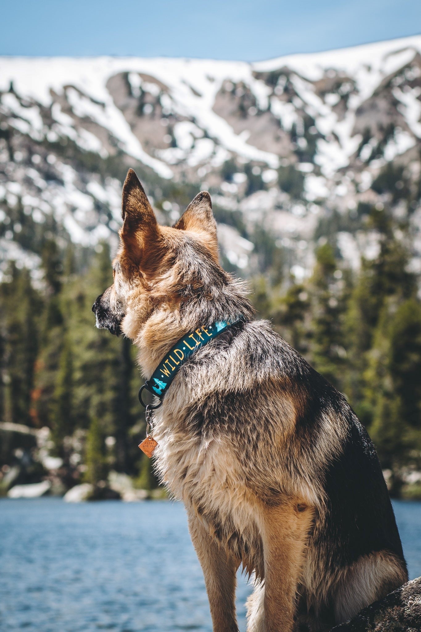 Wild Life Teal Collar