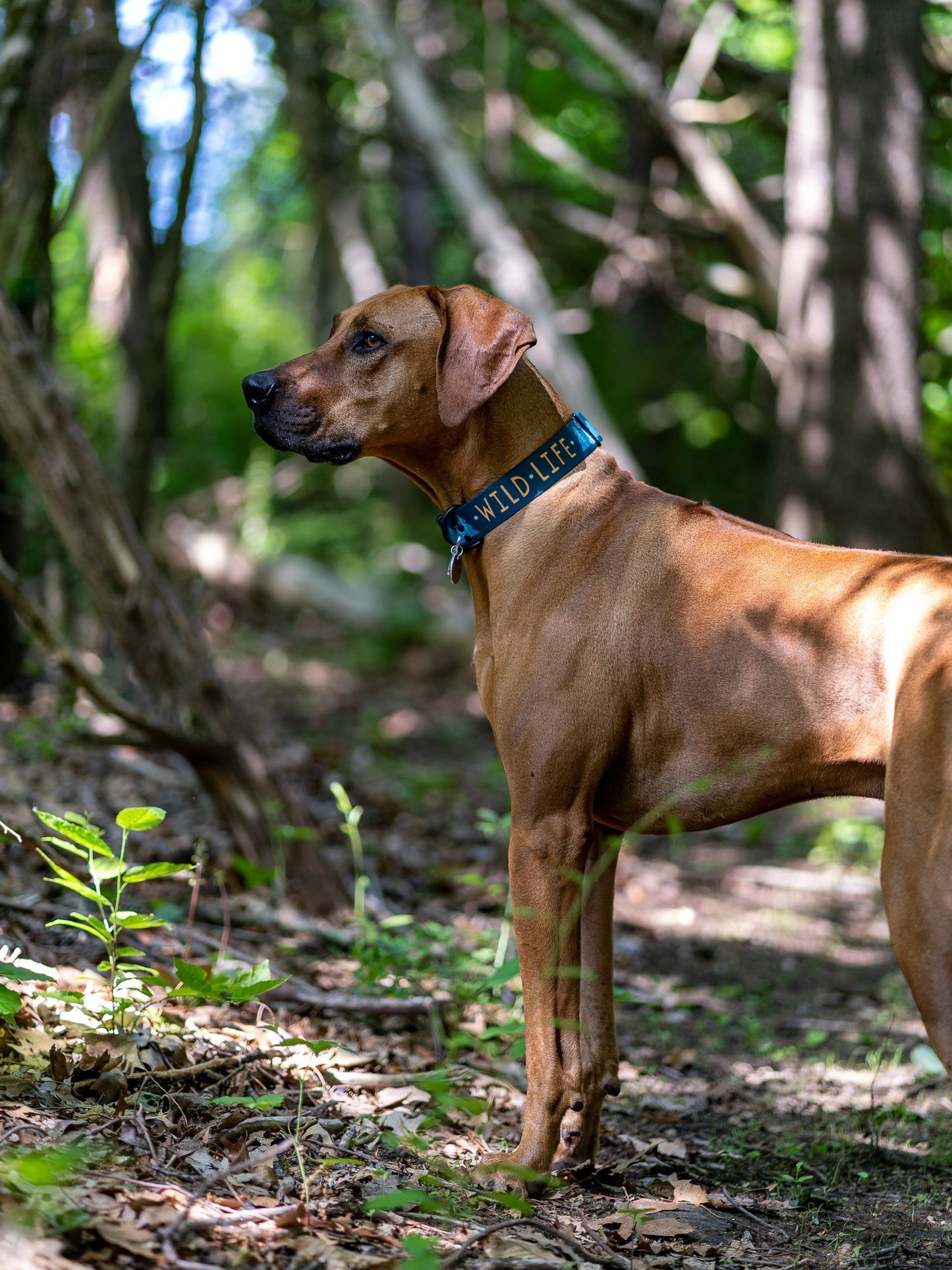 Wild Life Teal Collar